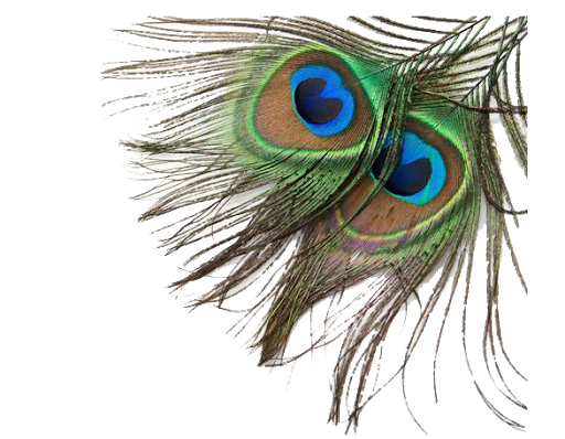 Peacock Feather Download Free PNG