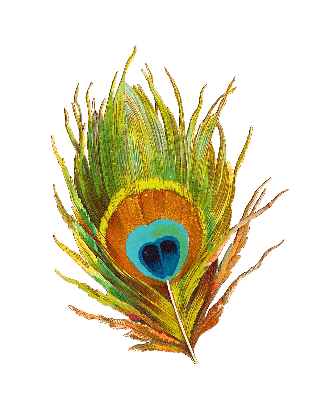 Peacock Feather PNG HD Quality