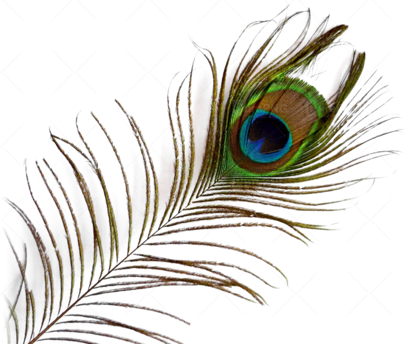 Single Peacock Feather Background PNG Image