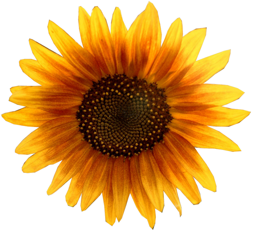 Single Sunflower Background PNG Image