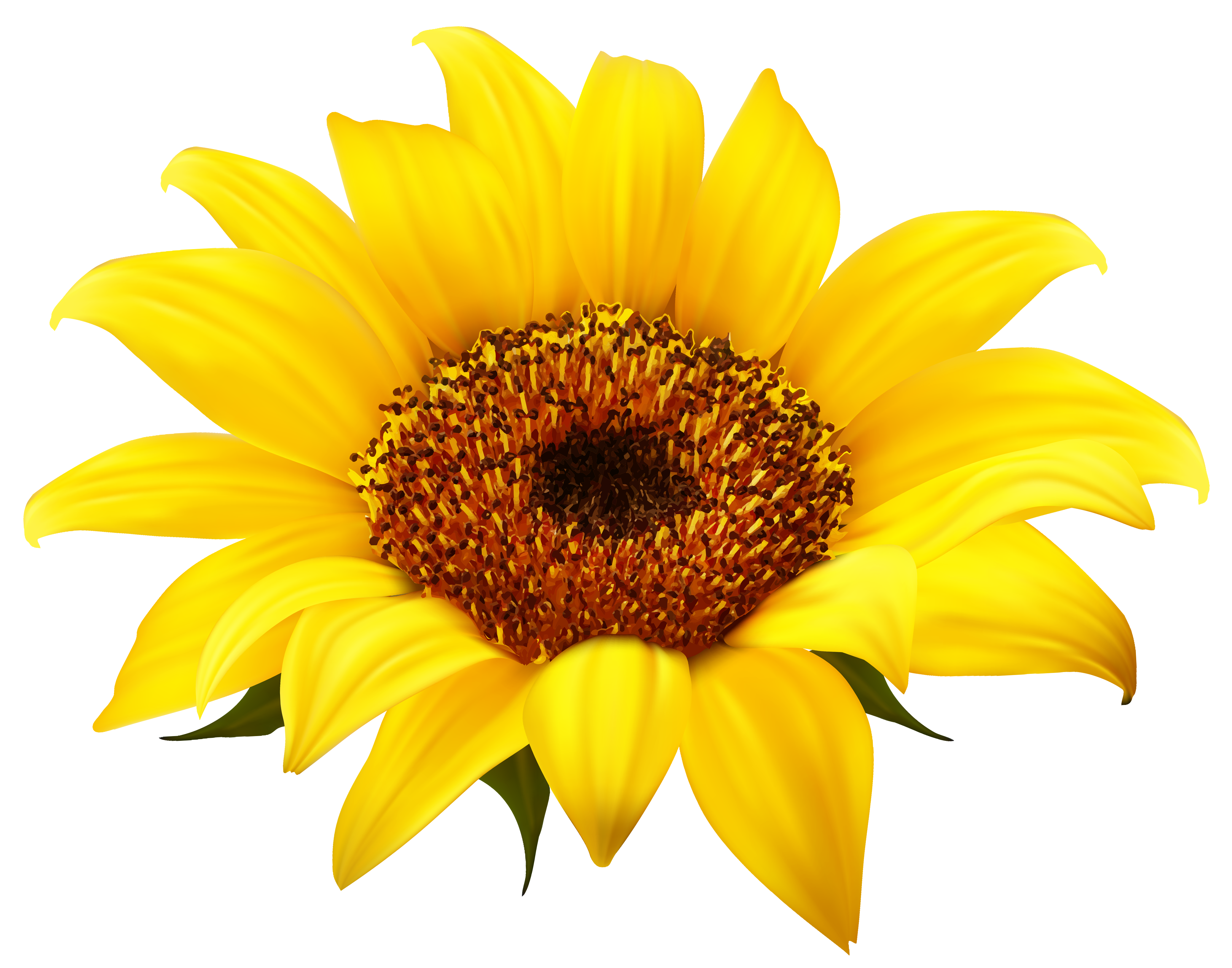 Single Sunflower Download Free PNG