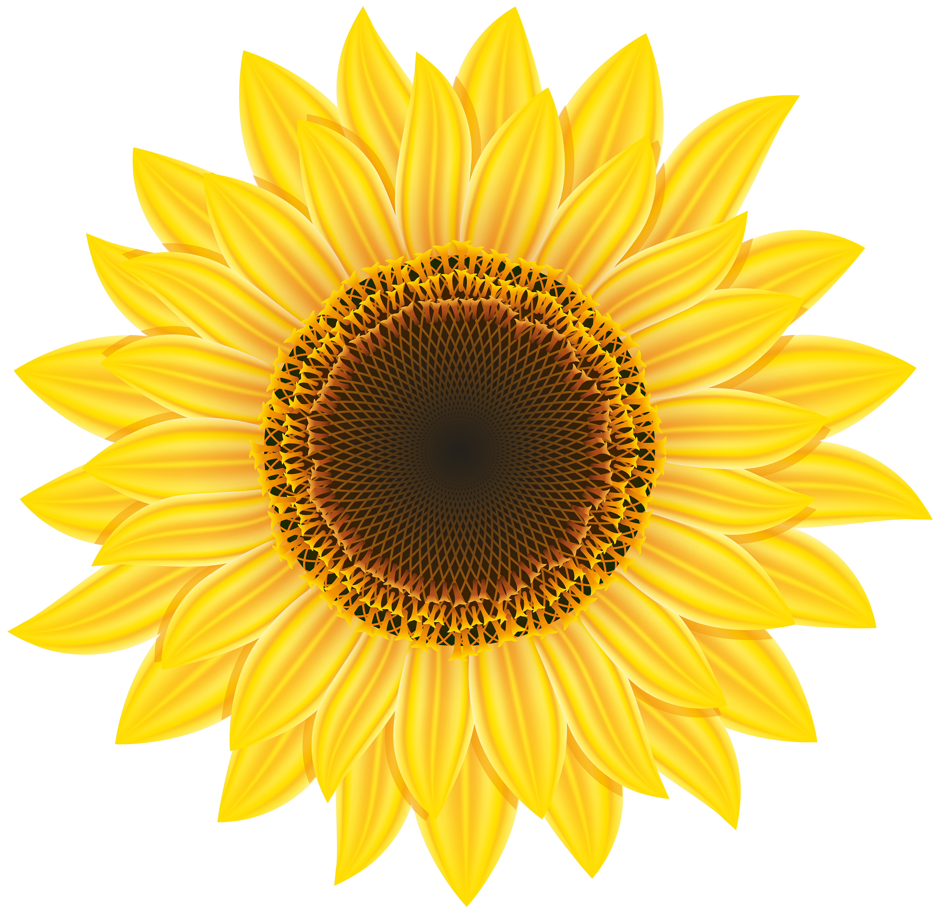 Single Sunflower Free PNG