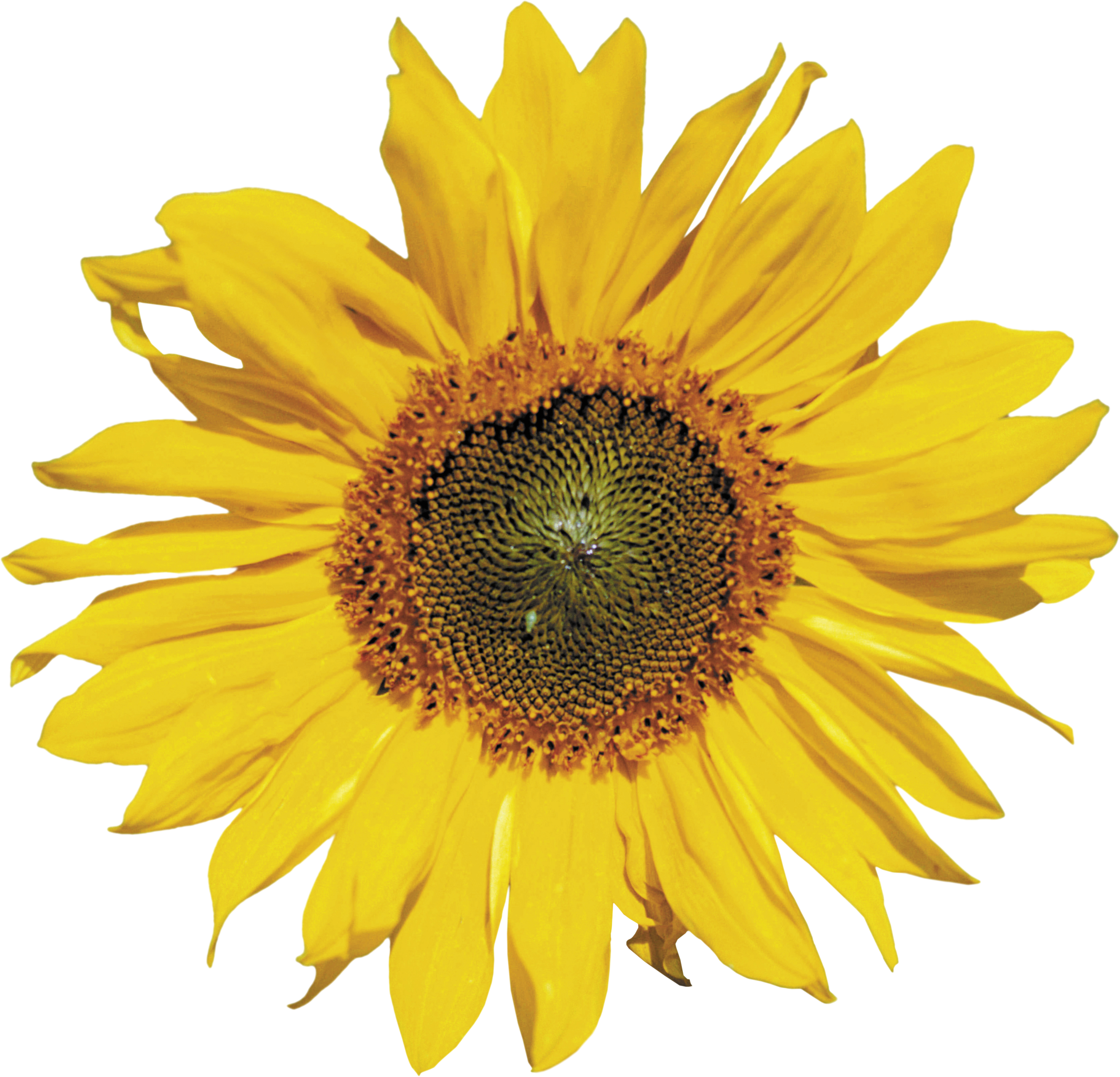 Single Sunflower PNG Clipart Background