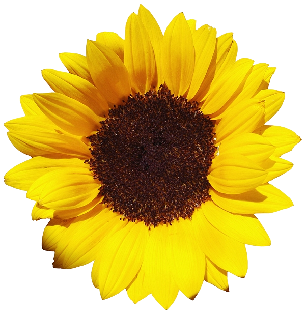 Single Sunflower PNG Free File Download