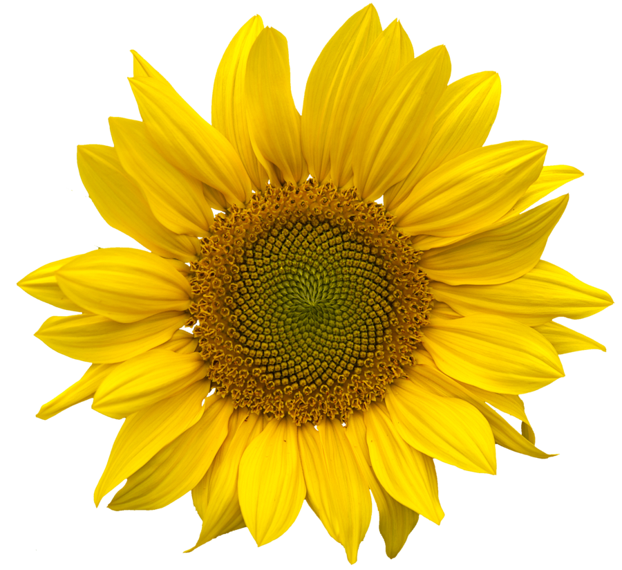 Single Sunflower PNG Images HD