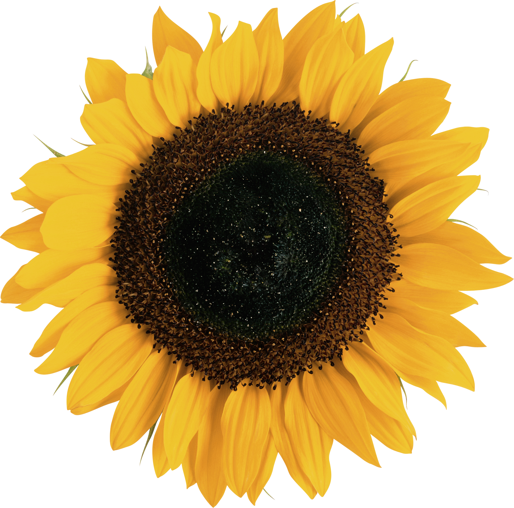 Single Sunflower Transparent Background