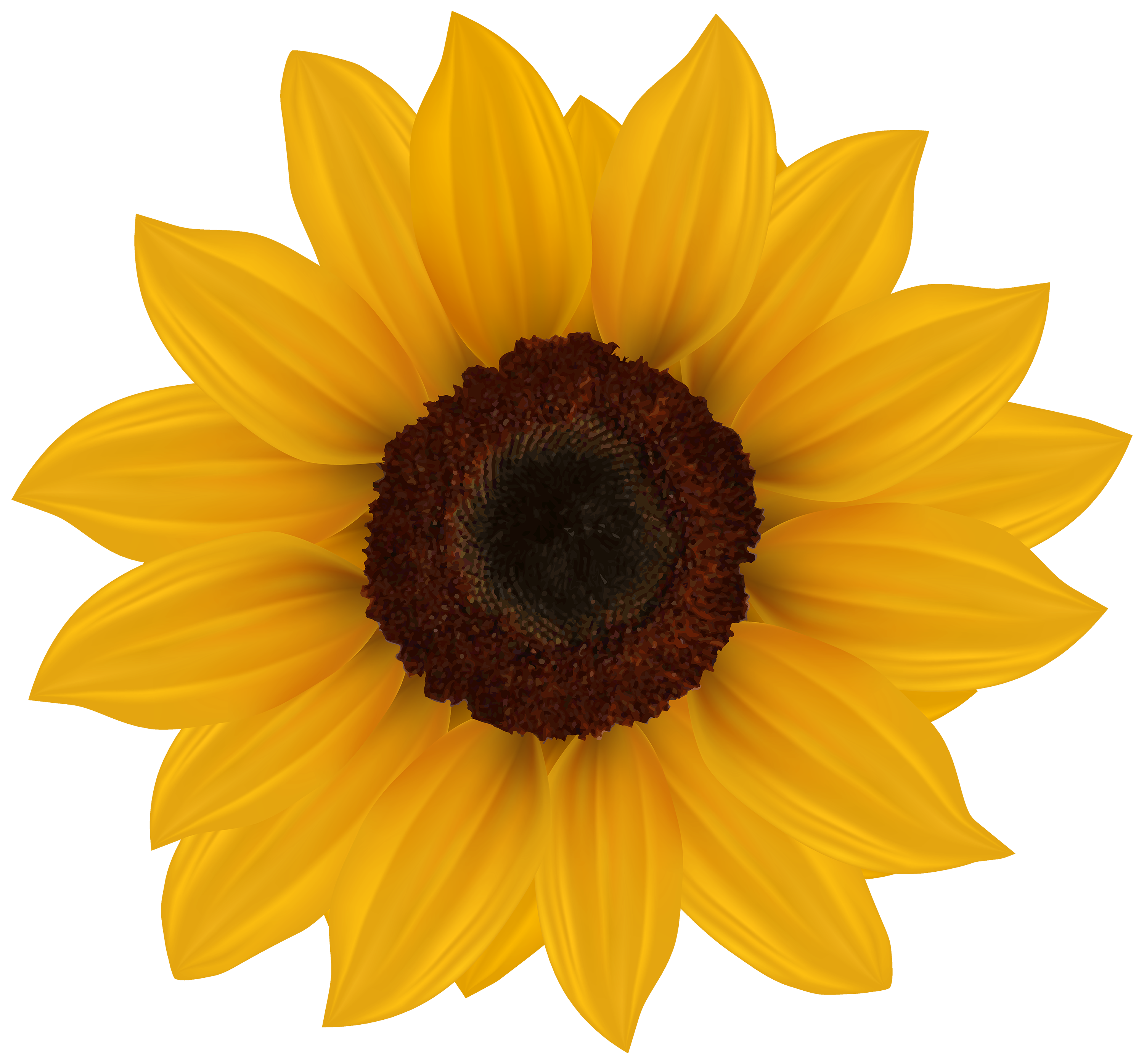 Single Sunflower Transparent File