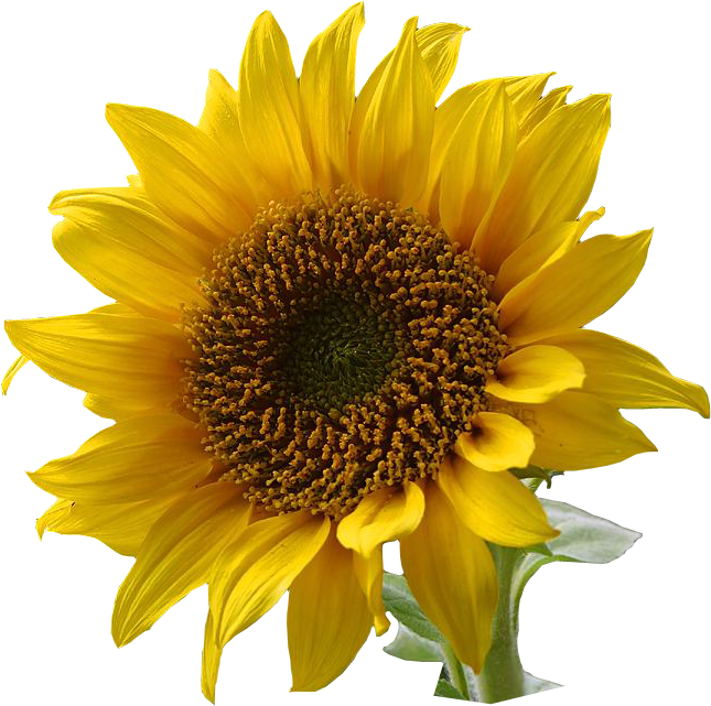 Single Sunflower Transparent Free PNG