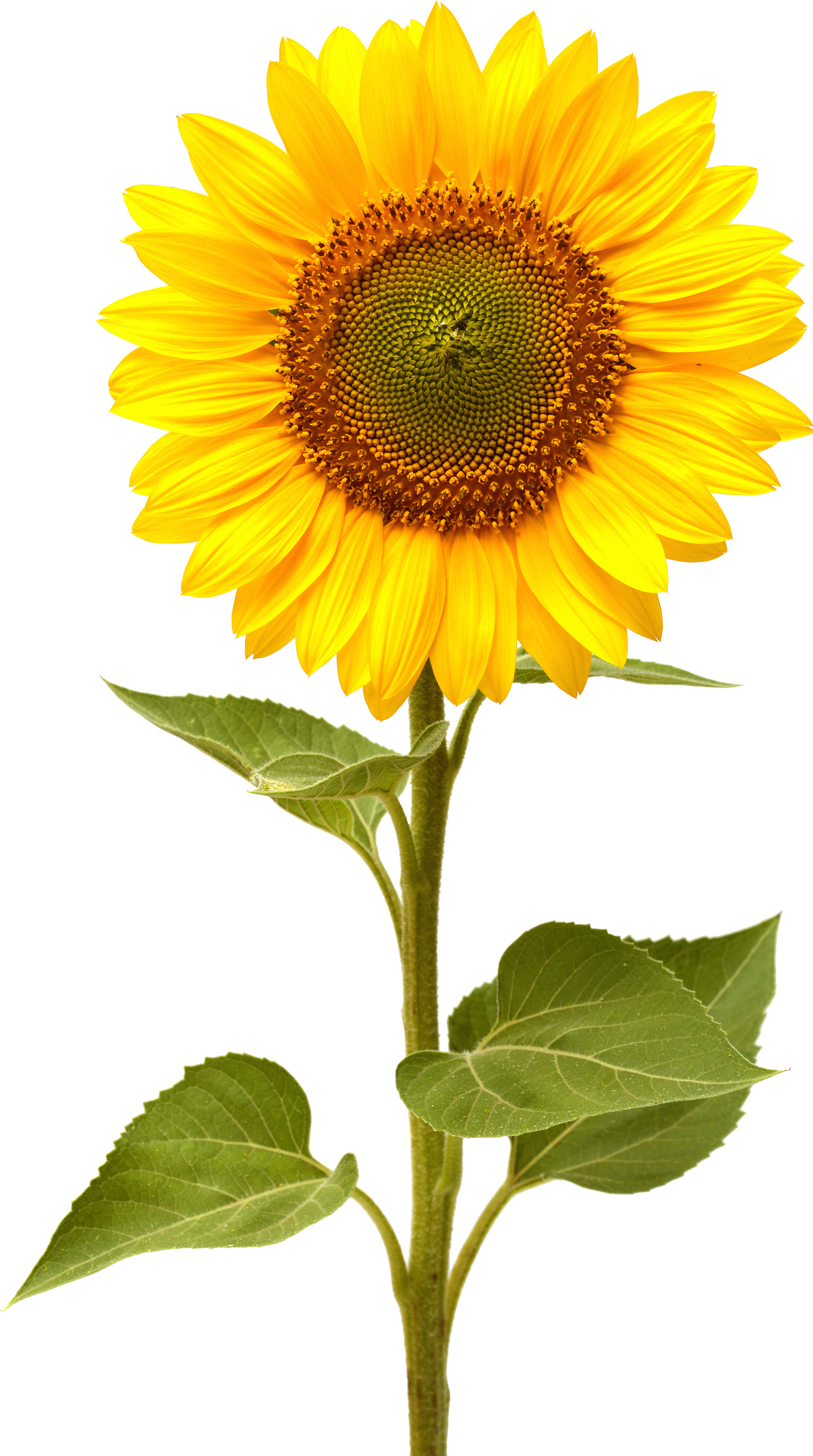 Single Sunflower Transparent Image