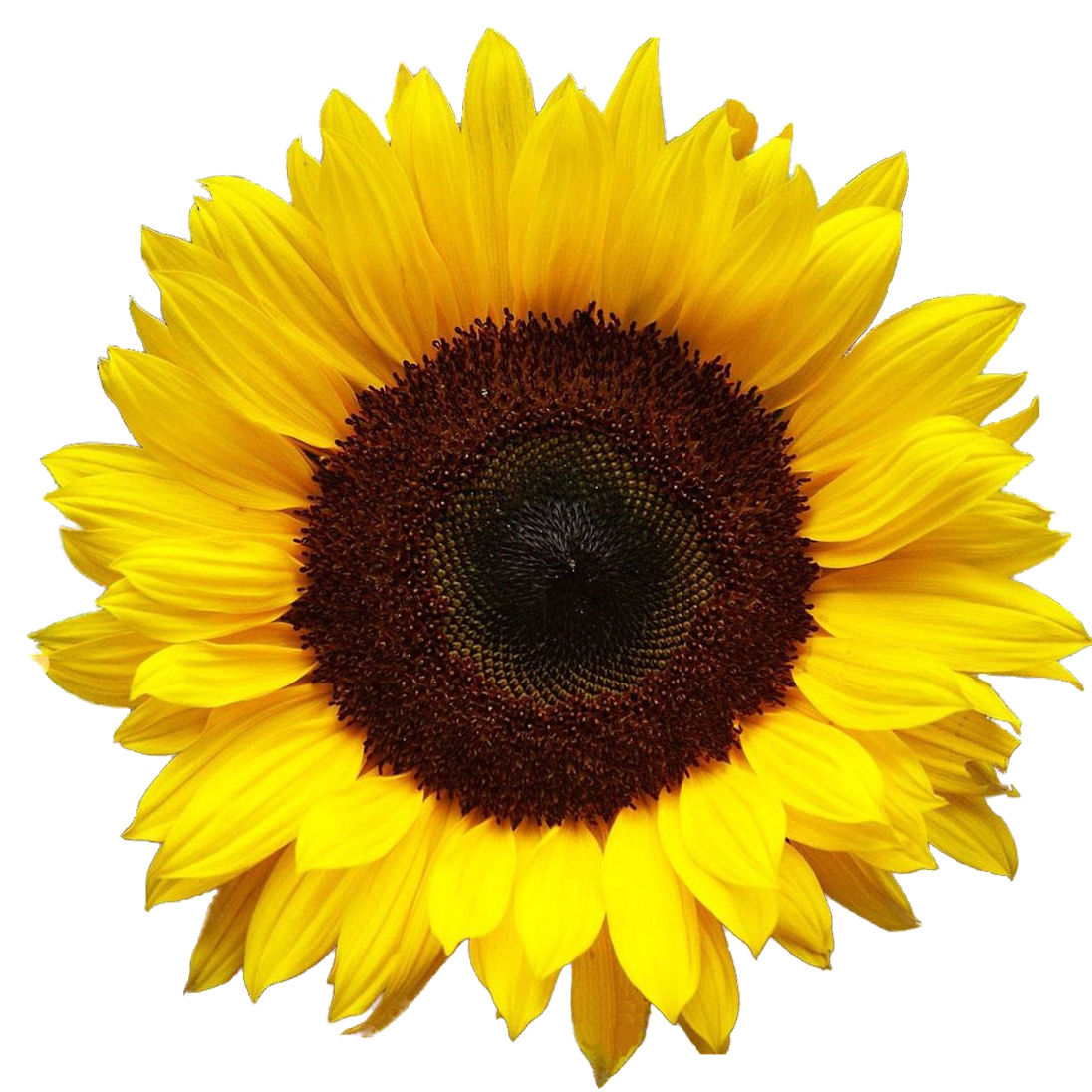 Single Sunflower Transparent Images