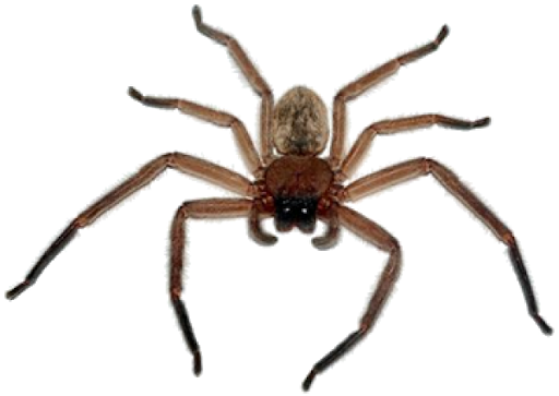 Spider Background PNG Image