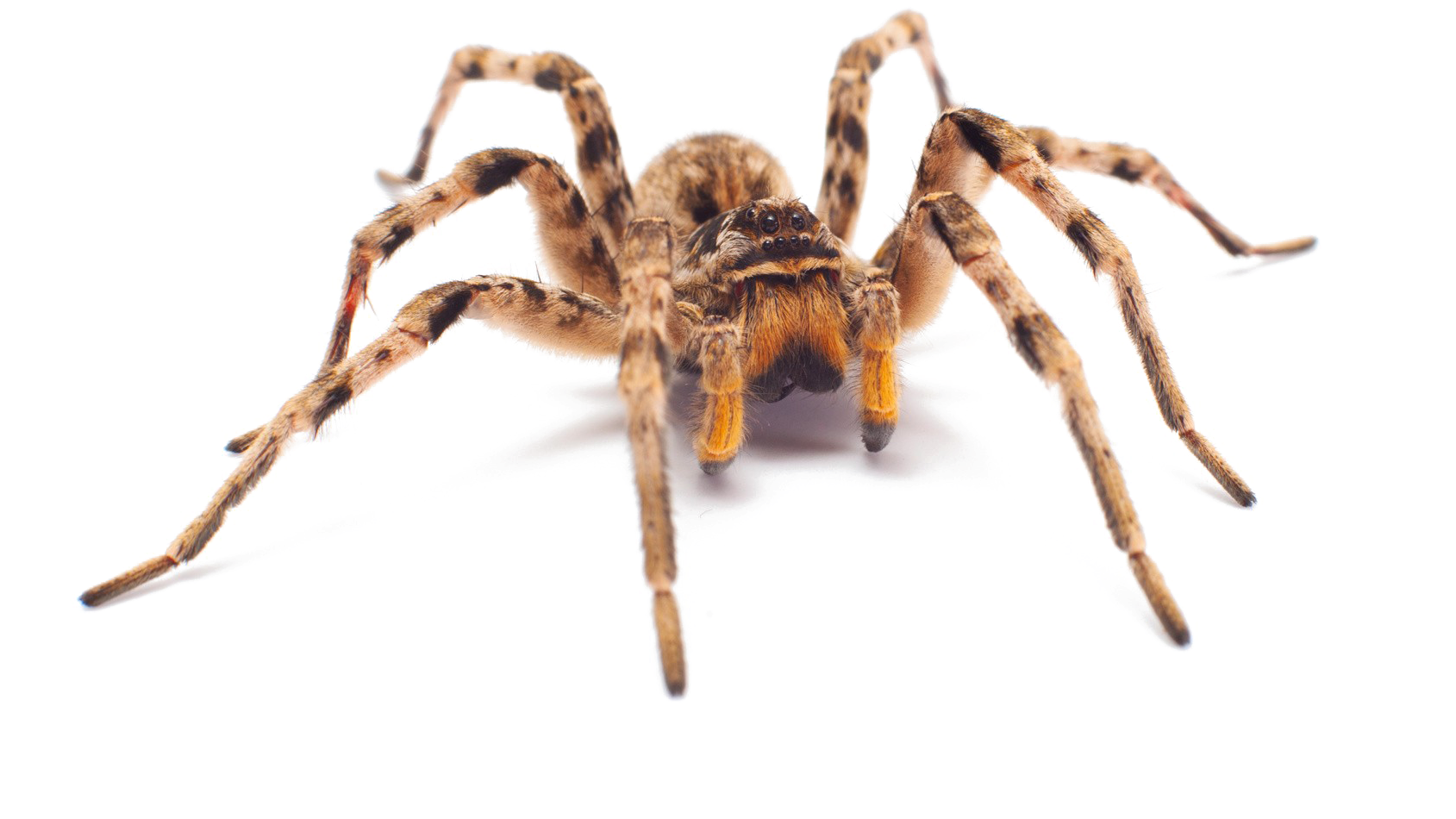 Spider PNG Clipart Background