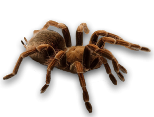 Spider PNG HD Quality