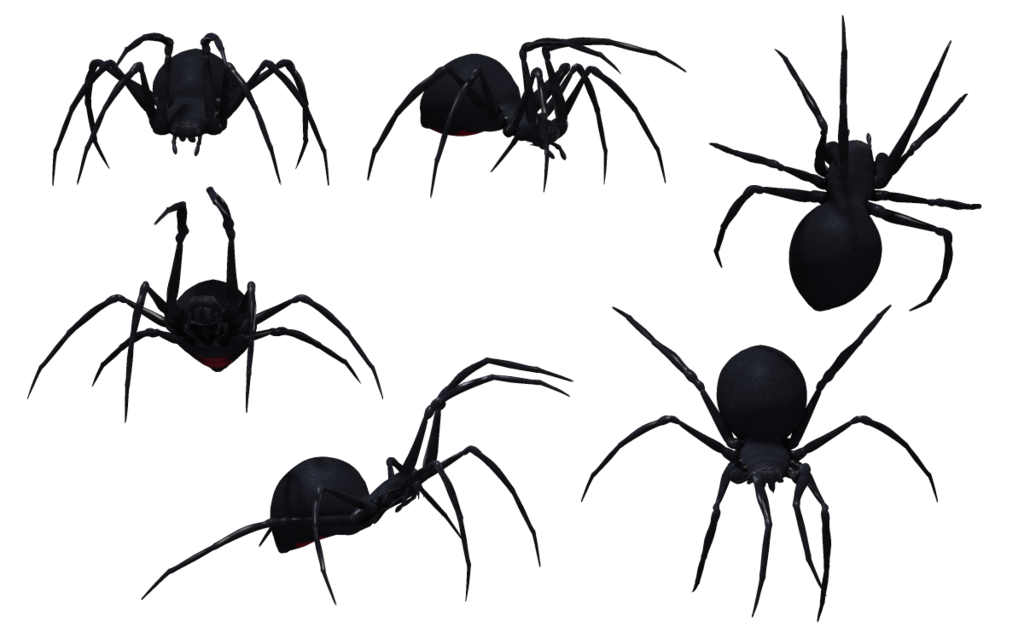 Spider PNG Images HD