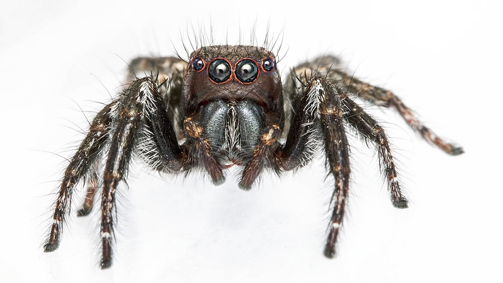 Spider Transparent PNG