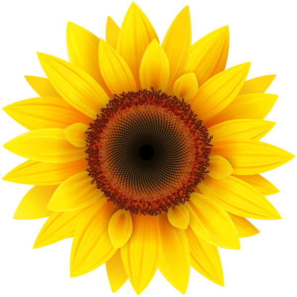 Sunflower Background PNG Image