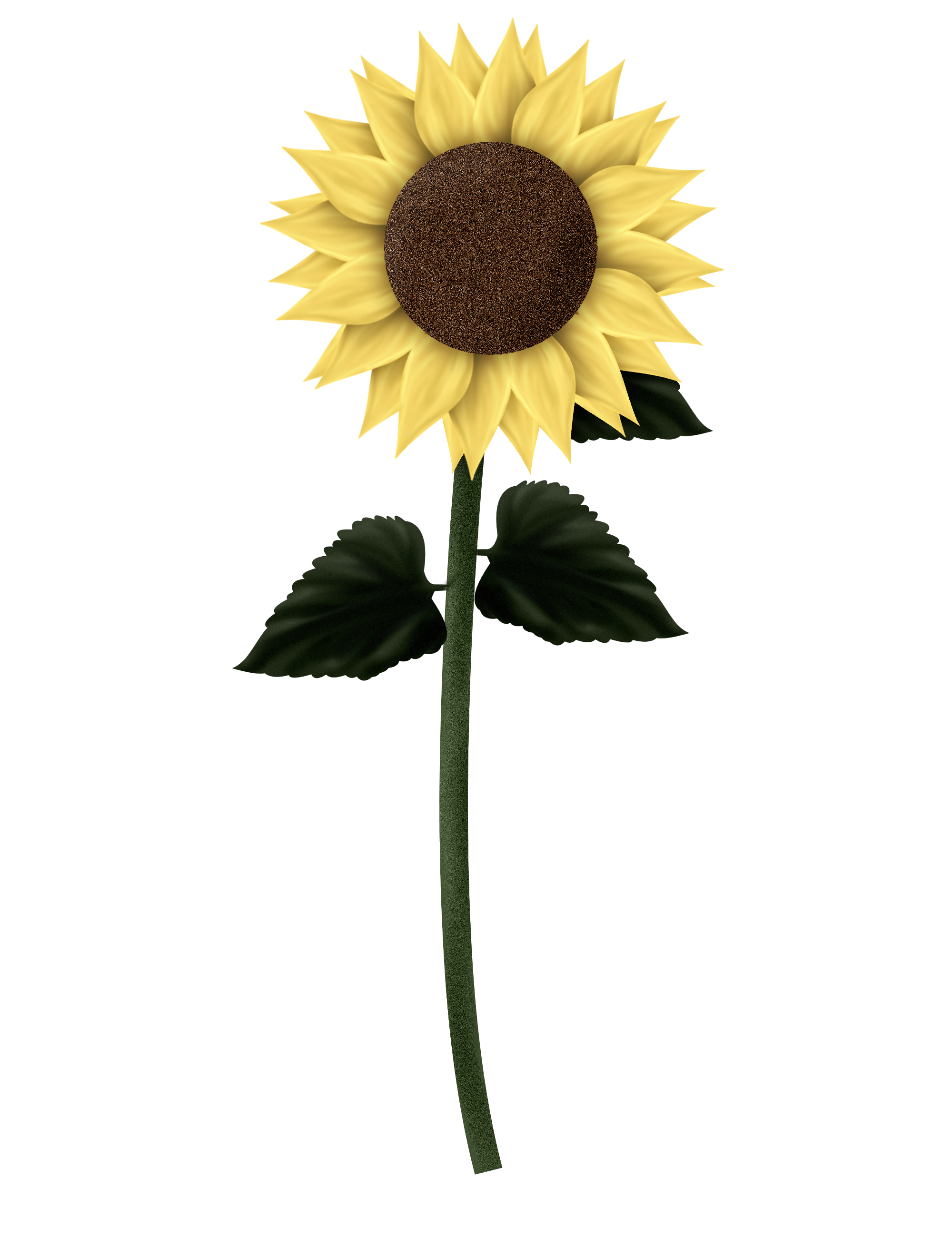 Sunflower No Background