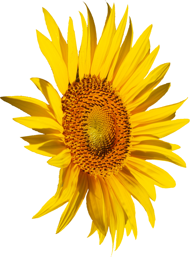Sunflower PNG Background
