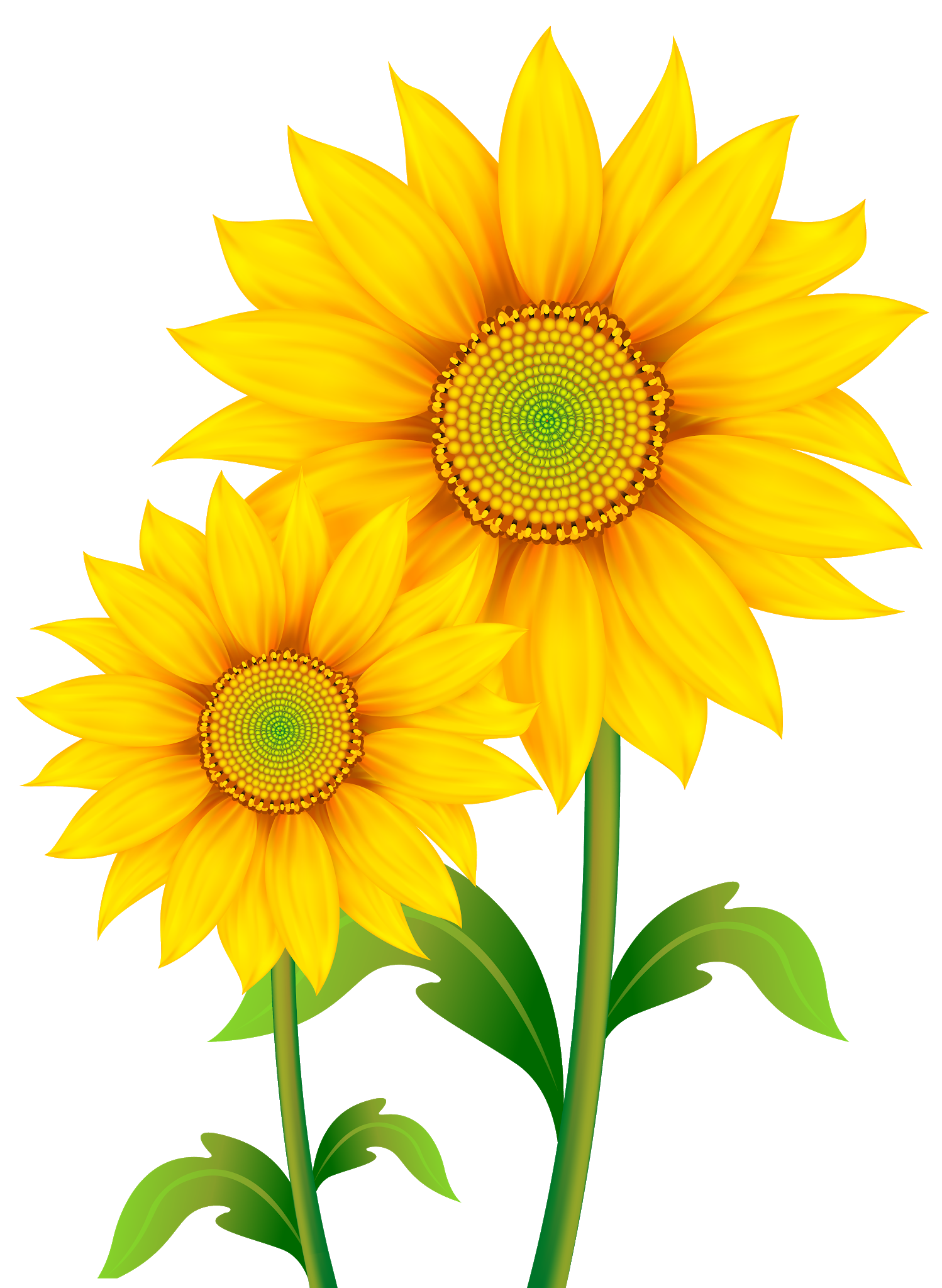 Sunflower PNG Free File Download