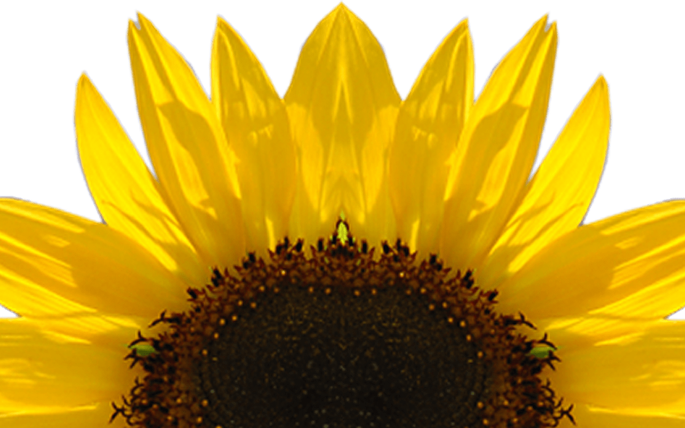 Sunflower PNG Images HD