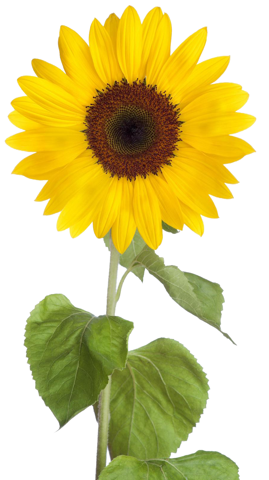 Sunflower PNG Photo Image