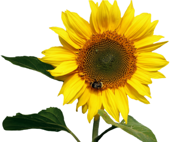 Sunflower PNG Photos