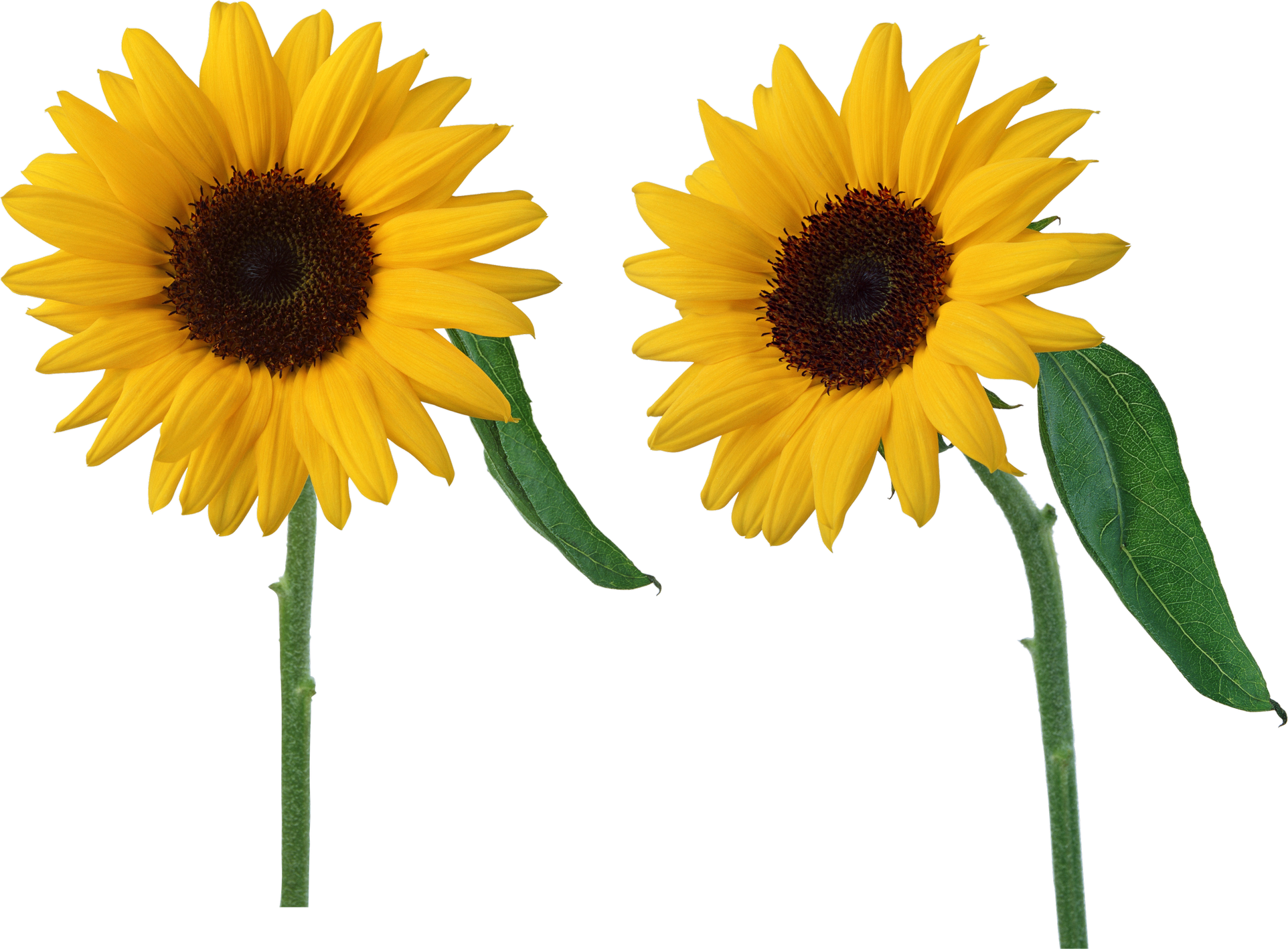 Sunflower Transparent File