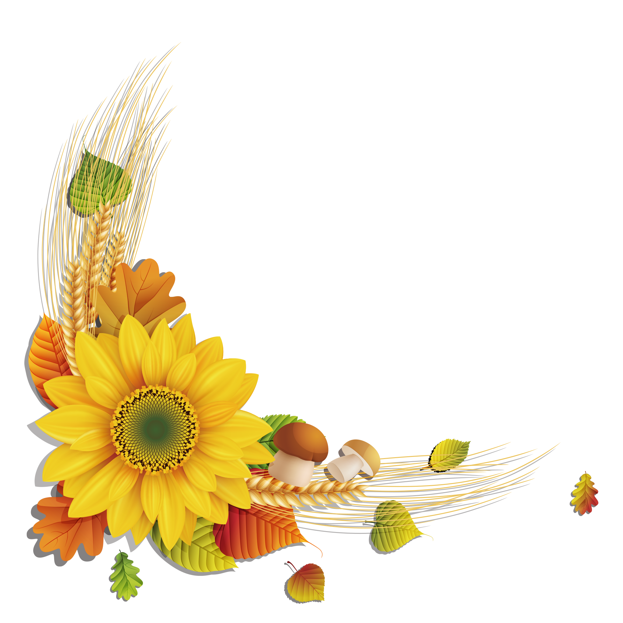 Sunflower Transparent Free PNG