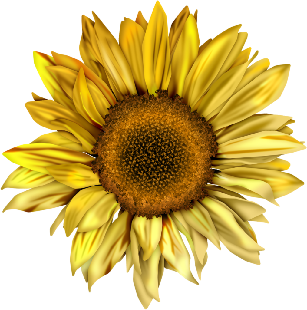 Sunflower Transparent Image