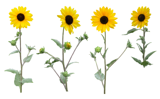 Sunflower Transparent Images