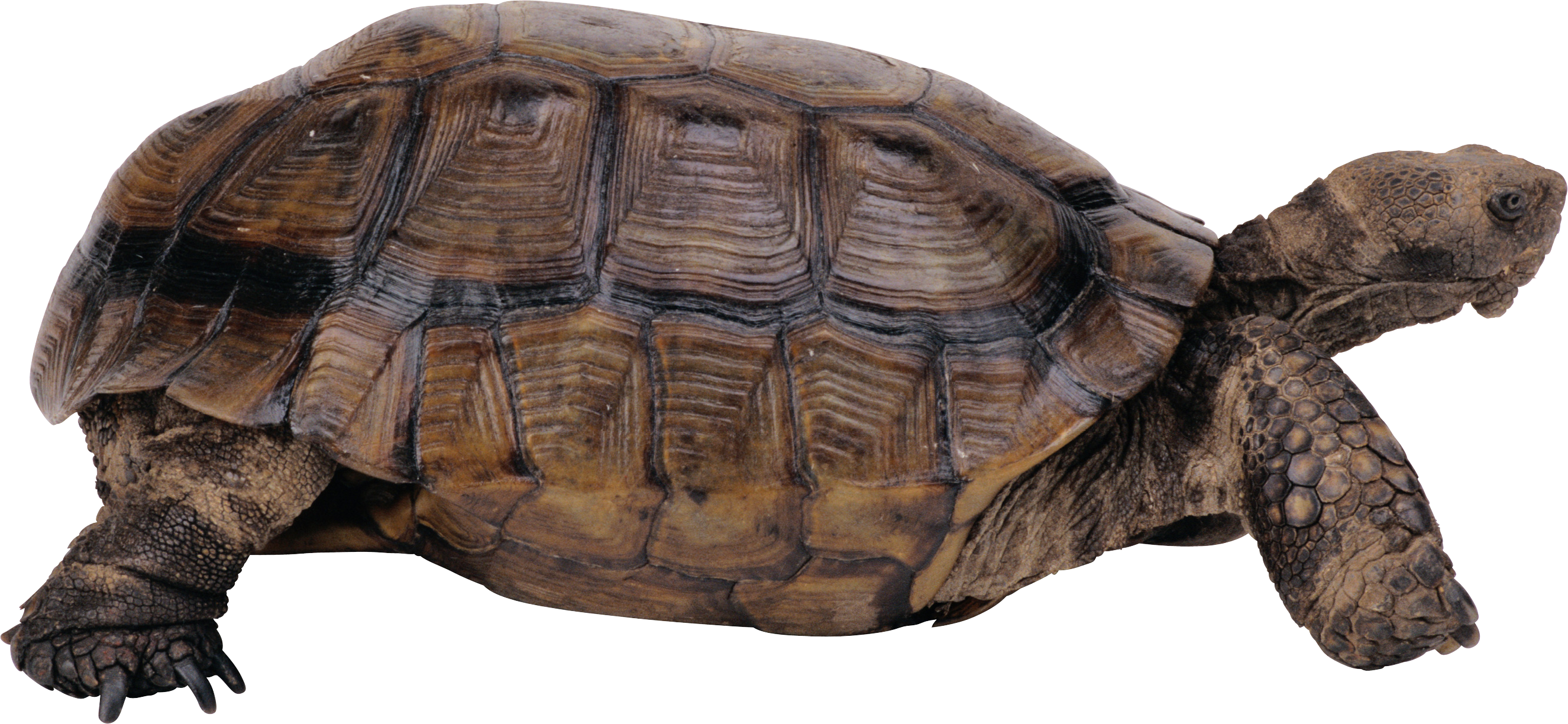 Tortoise Background PNG Image
