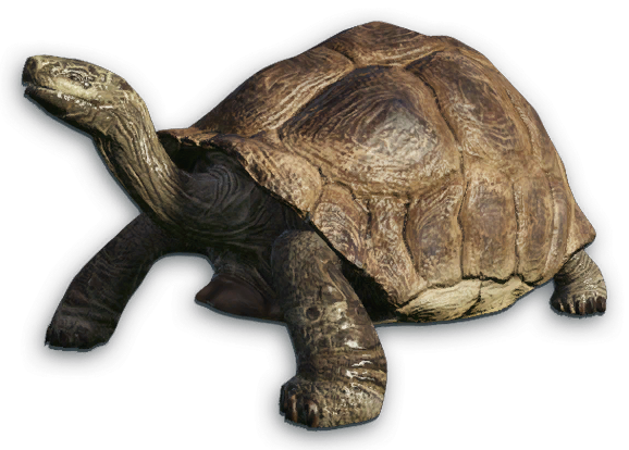 Tortoise PNG Clipart Background