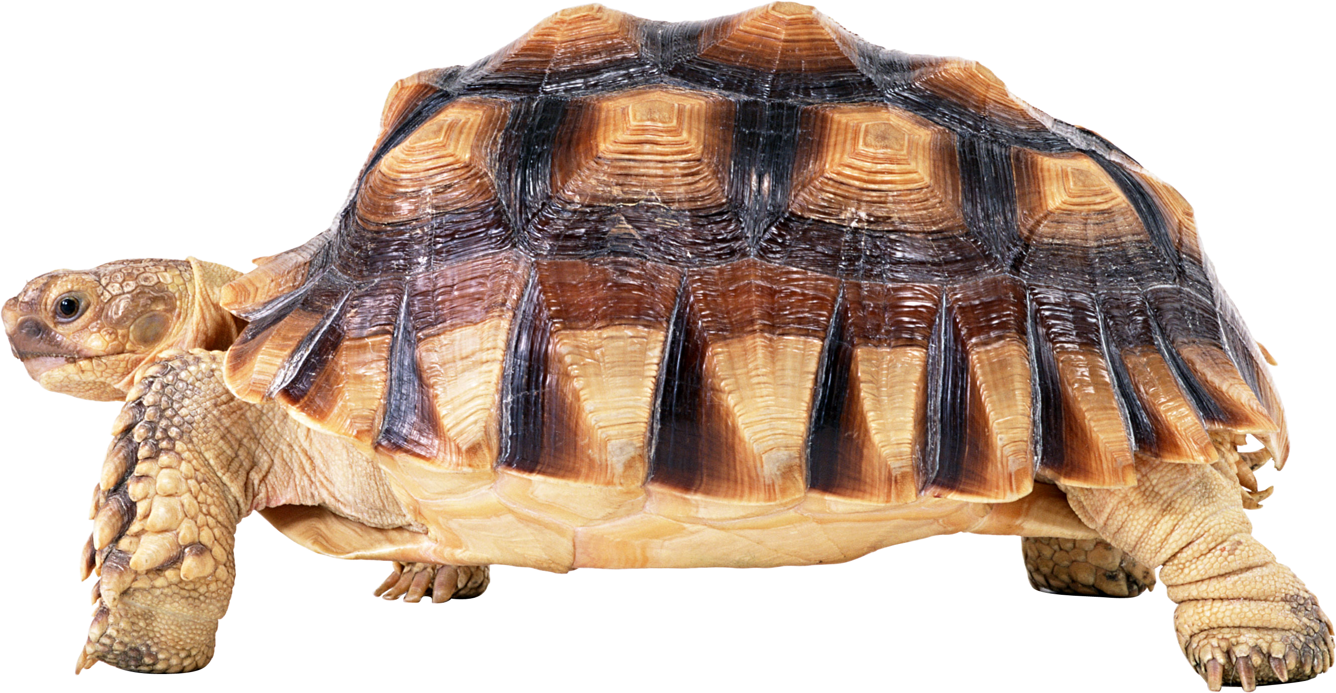 Tortoise PNG HD Quality