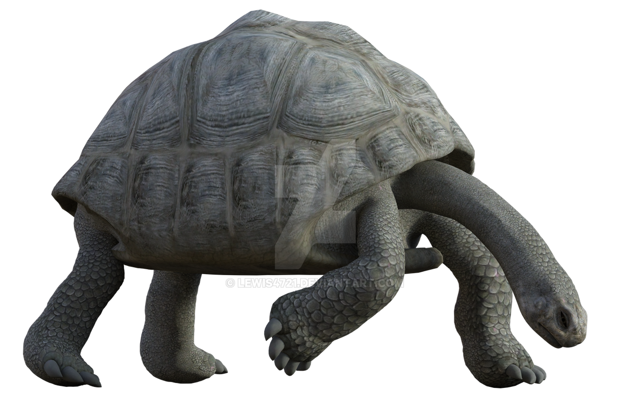 Tortoise Transparent Background