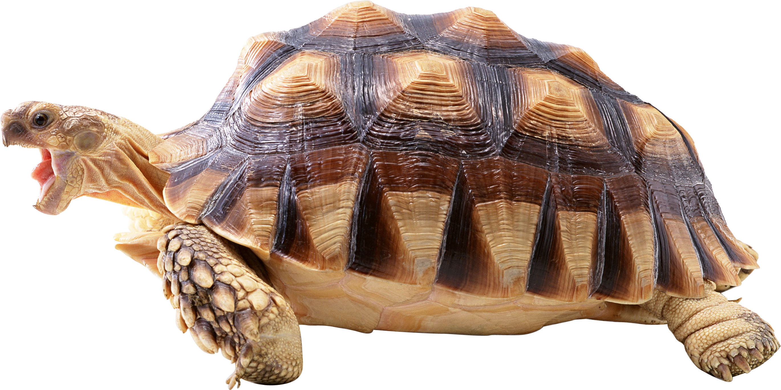 Tortoise Transparent PNG