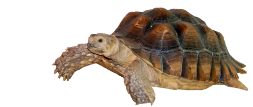 Tortoise Turtle Background PNG Image