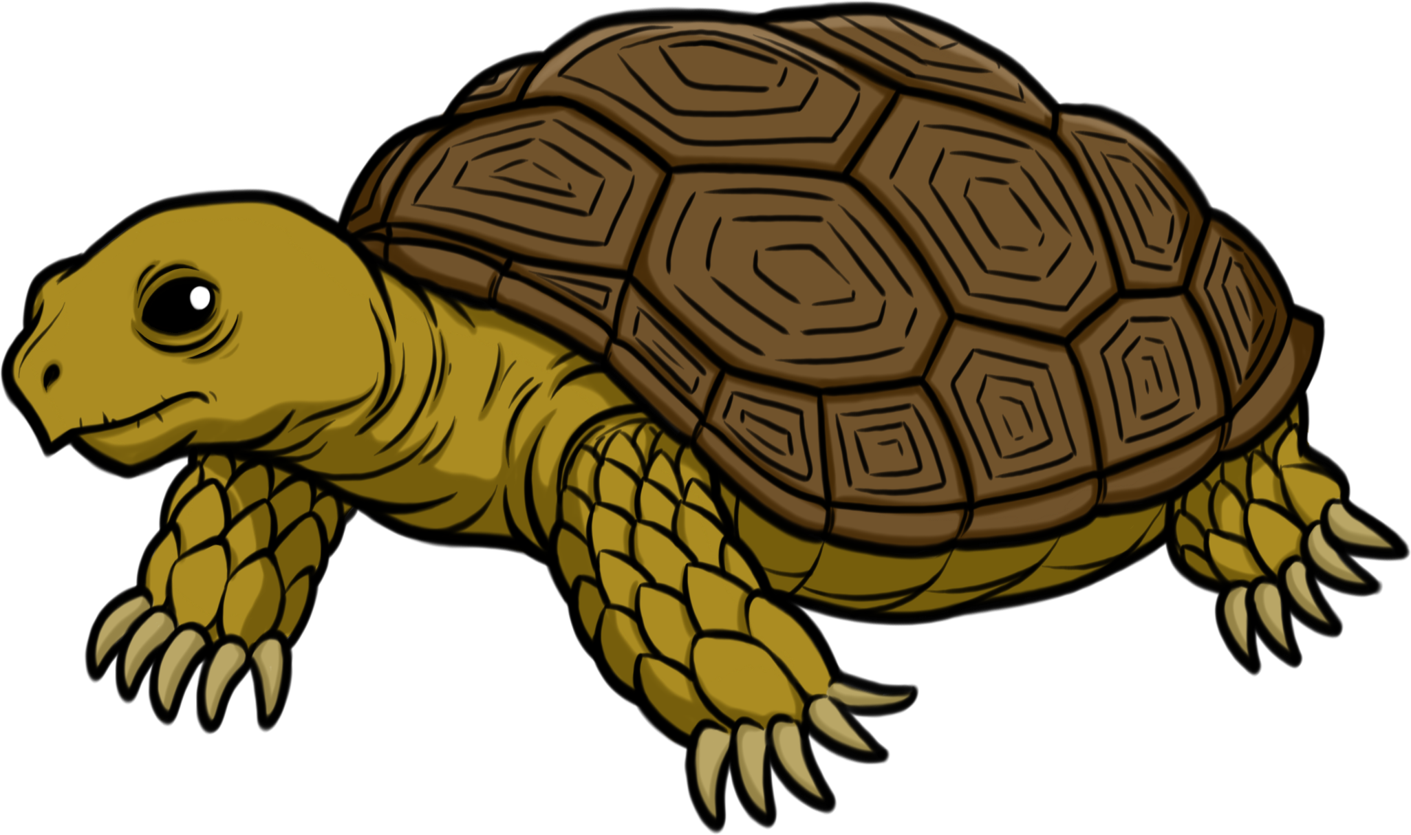 Tortoise Turtle PNG HD Quality