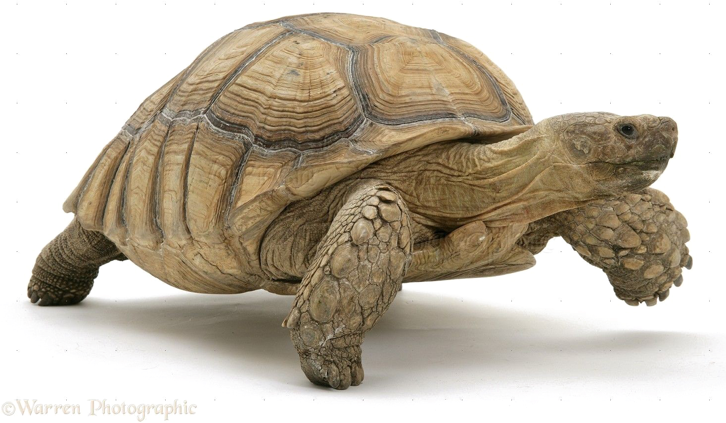 Tortoise Turtle Transparent Background