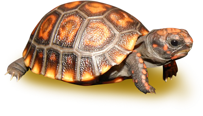 Tortoise Turtle Transparent File