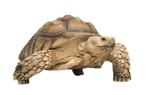 Tortoise Turtle Transparent PNG