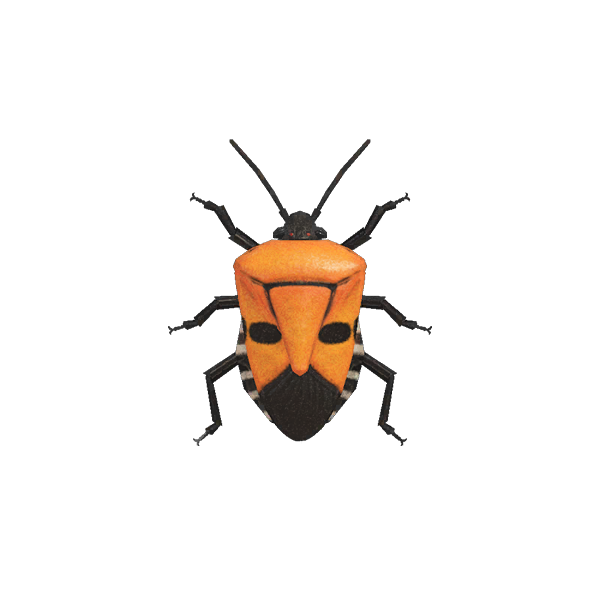 True Bug Vector PNG Clipart Background