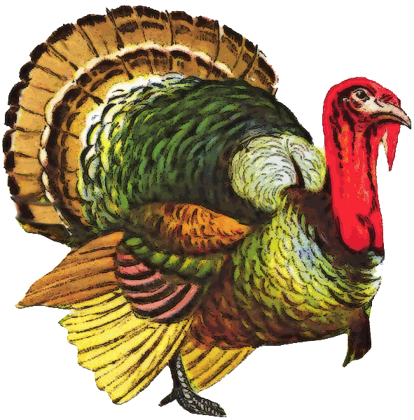 Turkey Bird Download Free PNG