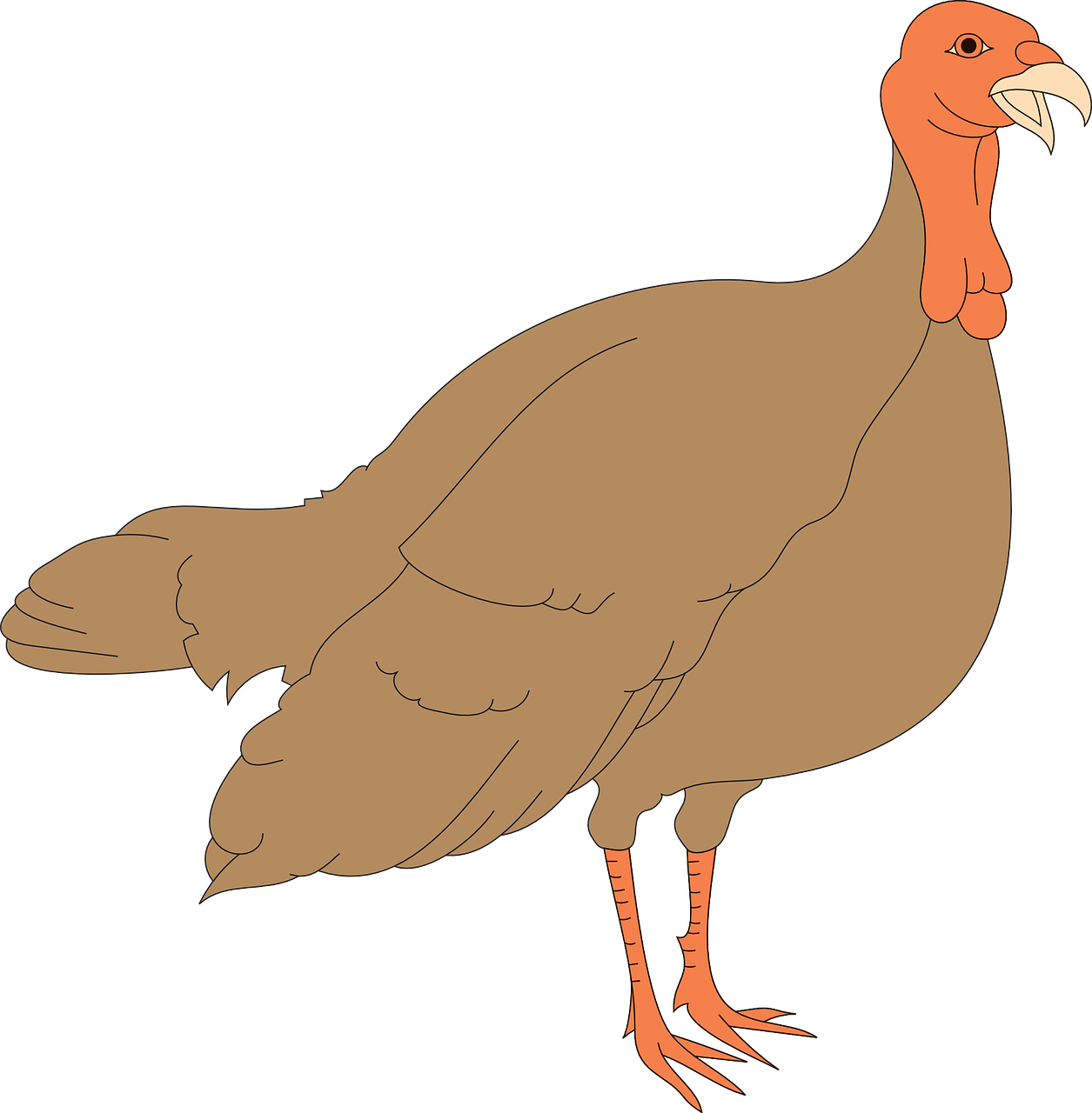 Turkey Bird Vector Background PNG Image