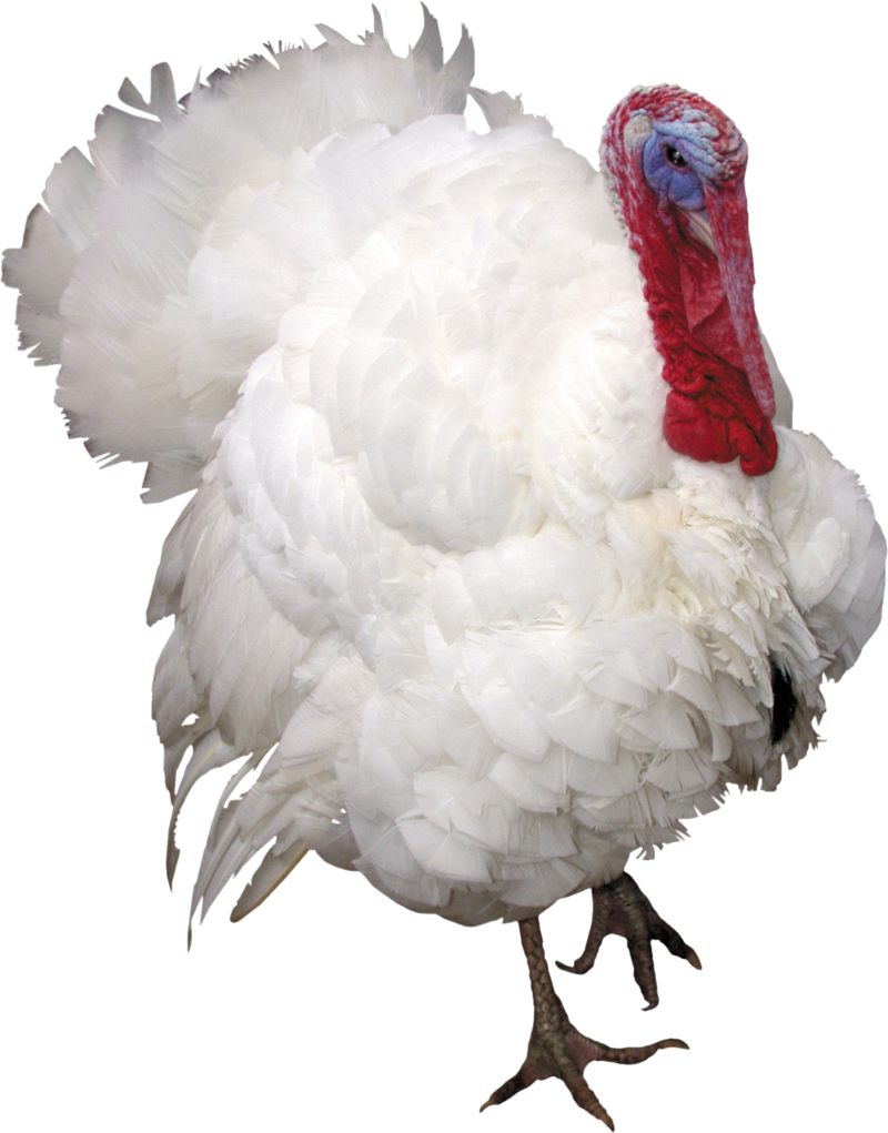 White Turkey Bird Background PNG Image