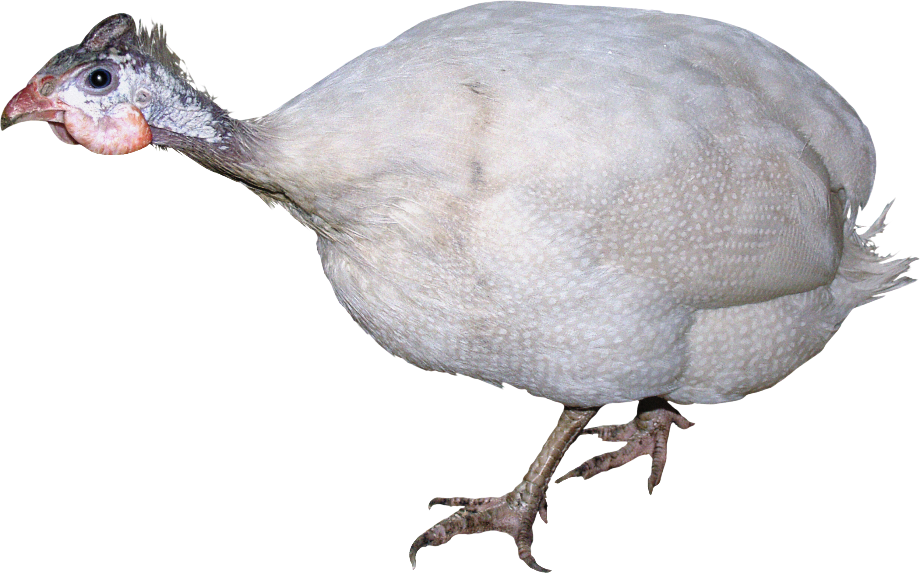 White Turkey Bird PNG Clipart Background