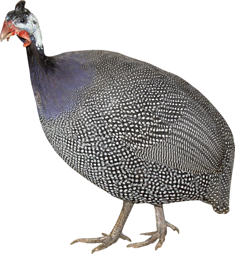 White Turkey Bird PNG HD Quality