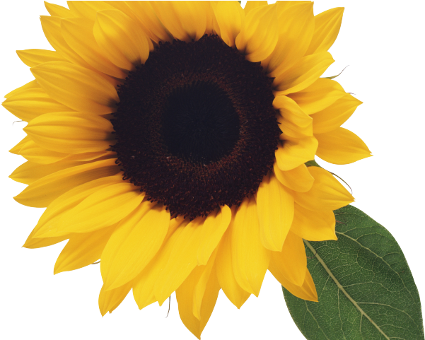 Yellow Sunflower Background PNG Image