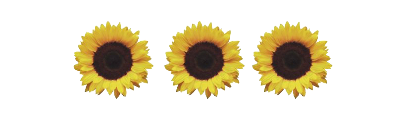 Yellow Sunflower Free PNG