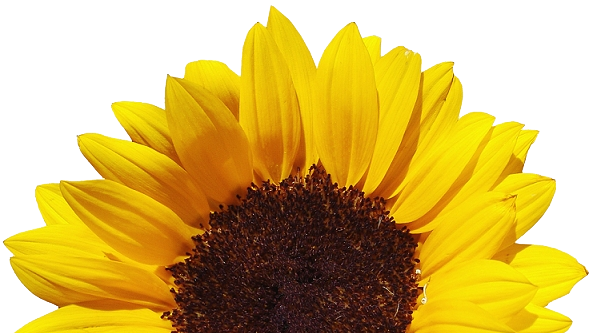 Yellow Sunflower PNG Clipart Background