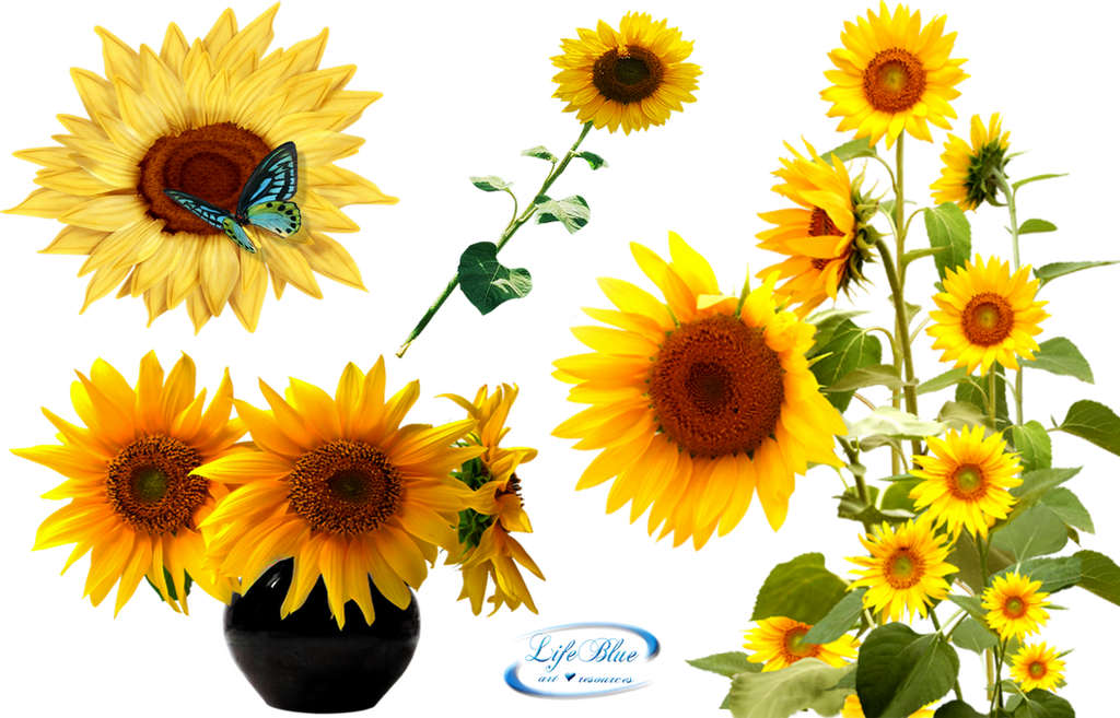 Yellow Sunflower PNG HD Quality